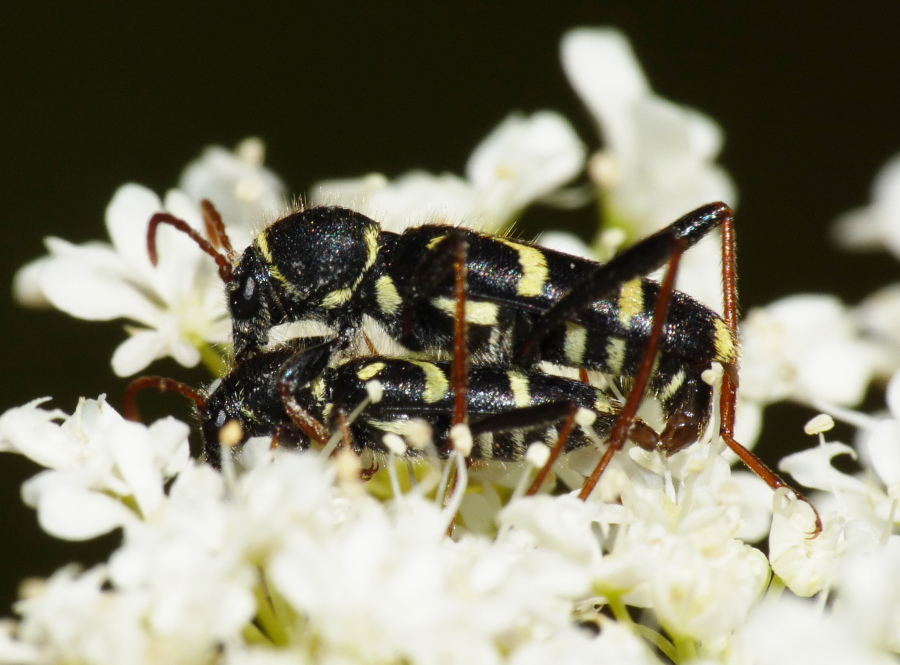 Identificazione: Clytus rhamni